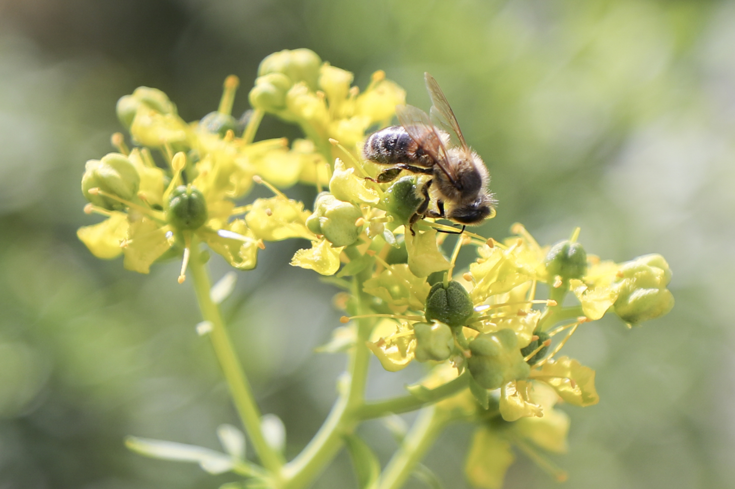 Abeille du rucher installé au sein du jardin Dominique Villars, dans le parc des facultés de médecine et pharmacie de l'Université Grenoble Alpes