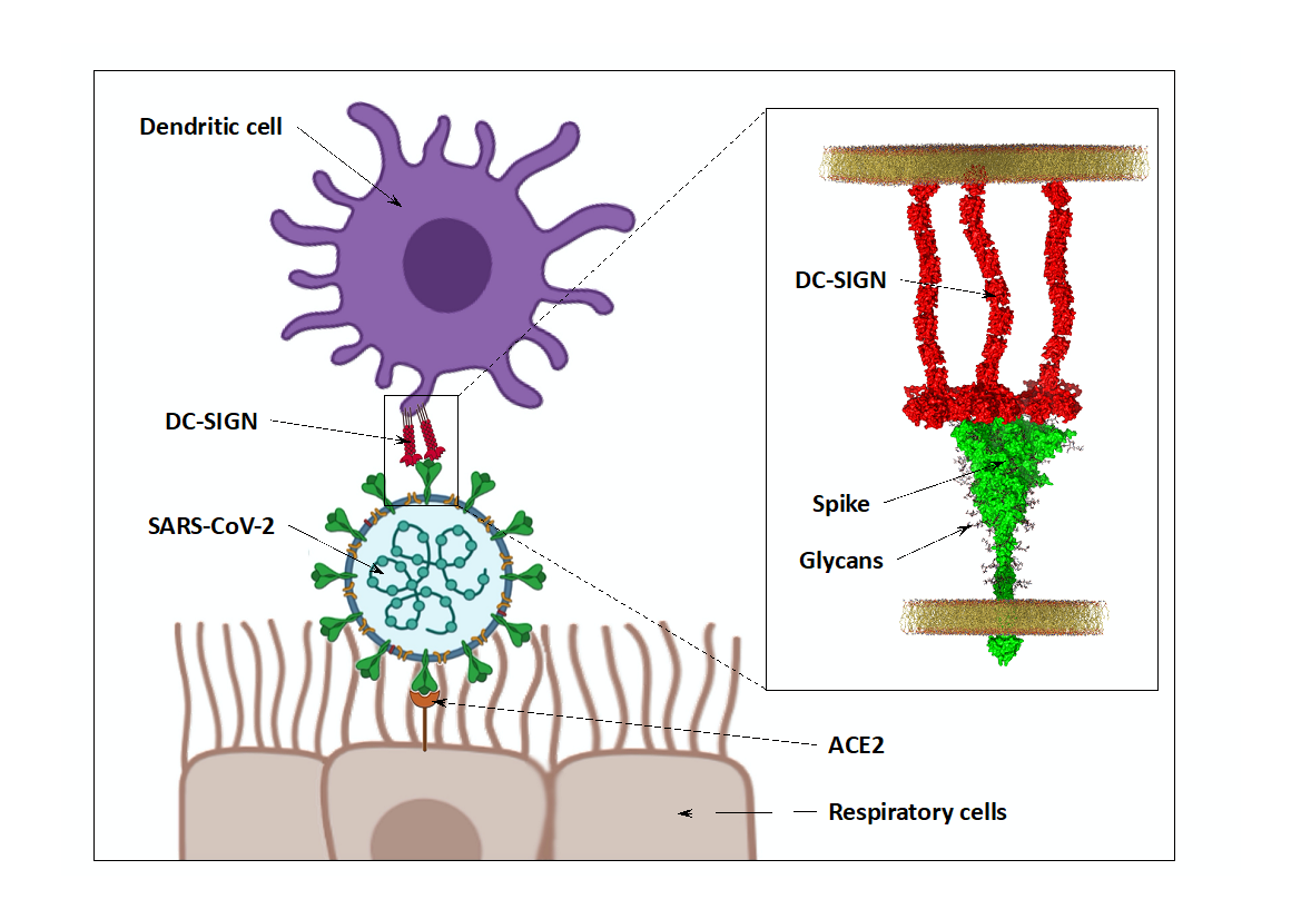 Légende : La capture du virus SARS-CoV2 par les récepteurs DC-SIGN et/ou L-SIGN favorise la trans-infection des cellules permissives au virus (ACE2+). Insert de droite : L'interaction entre DC-SIGN ou L-SIGN et la protéine Spike implique la reconnaissance du « bouclier » glycanique (les sucres recouvrant la protéine Spike) par les domaines de reconnaissance des sucres des récepteurs lectines.