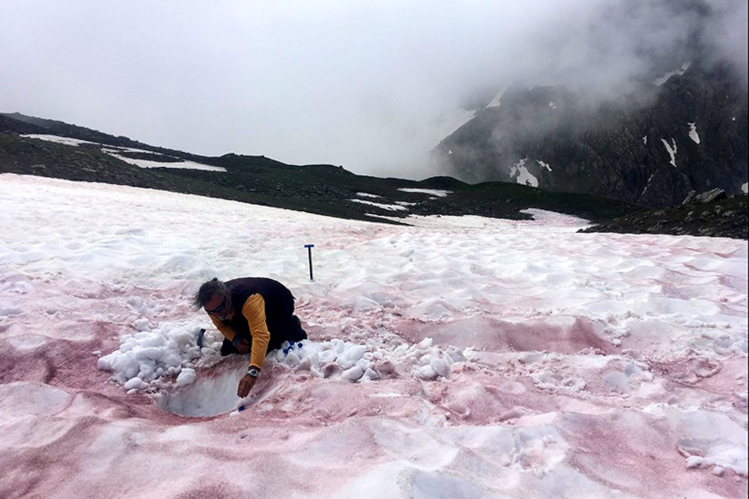 Prélèvement dans des neiges couvertes de « sang des glaciers » © Jean-Gabriel Valay/Jardin du Lautaret/UGA/CNRS