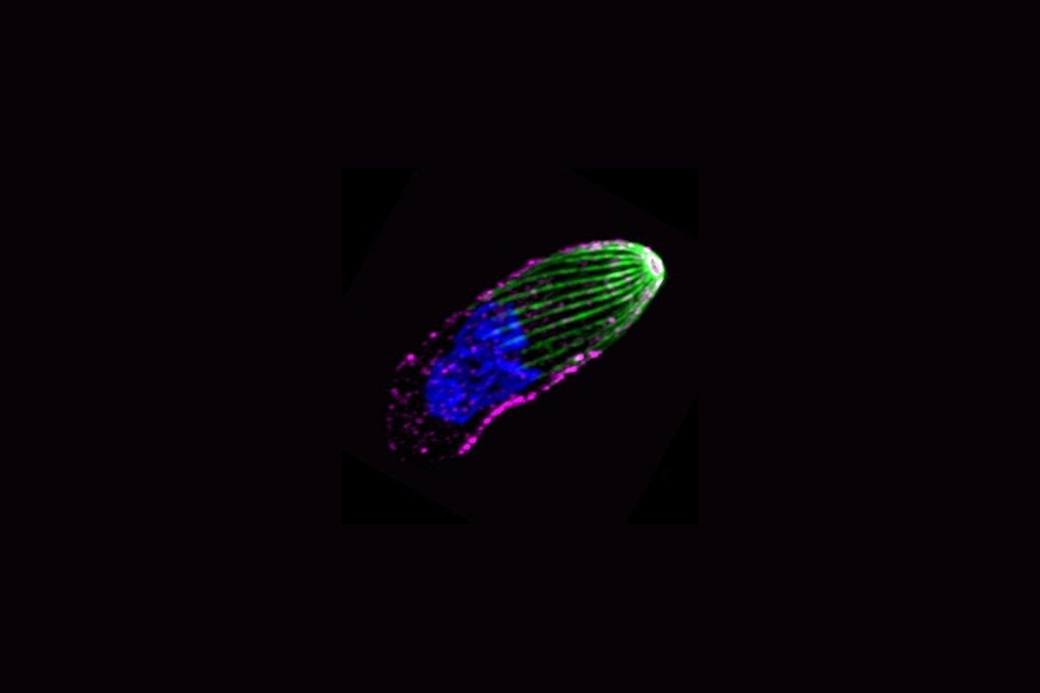 Image en microscopie à super-résolution montrant le toxoplasme en extension Le système ressort des microtubules (vert) est complètement déchargé, l’appareil moteur (rose) est au repos et le noyau (bleu) est allongé selon l’axe majeur du parasite. © IAB (C