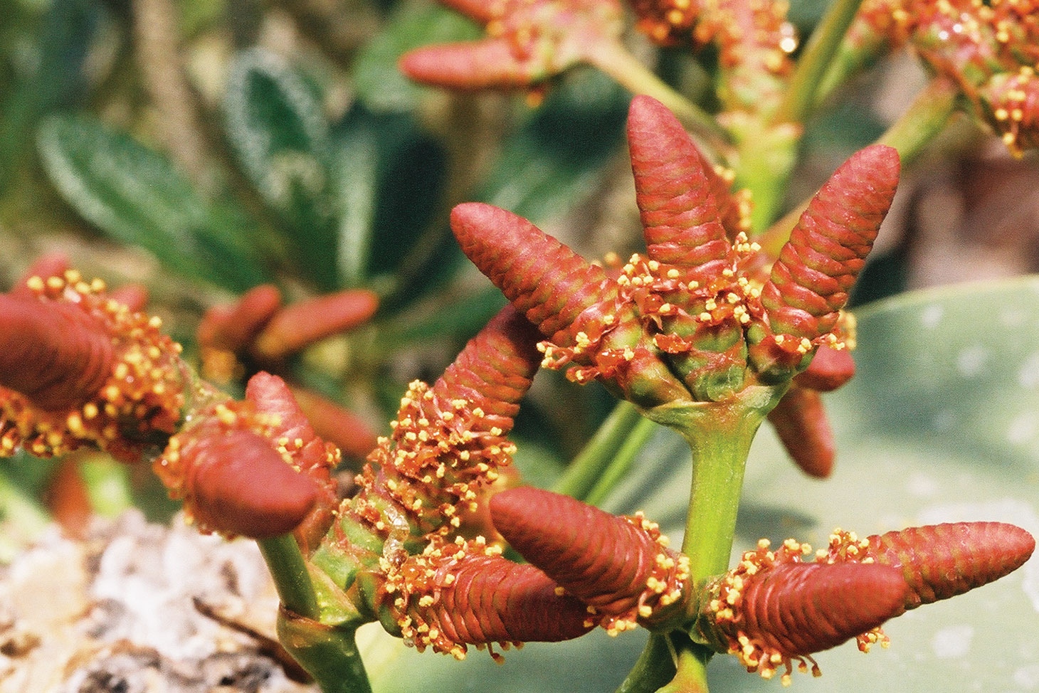 Welwitschia mirabilis Welwitschia mirabilis