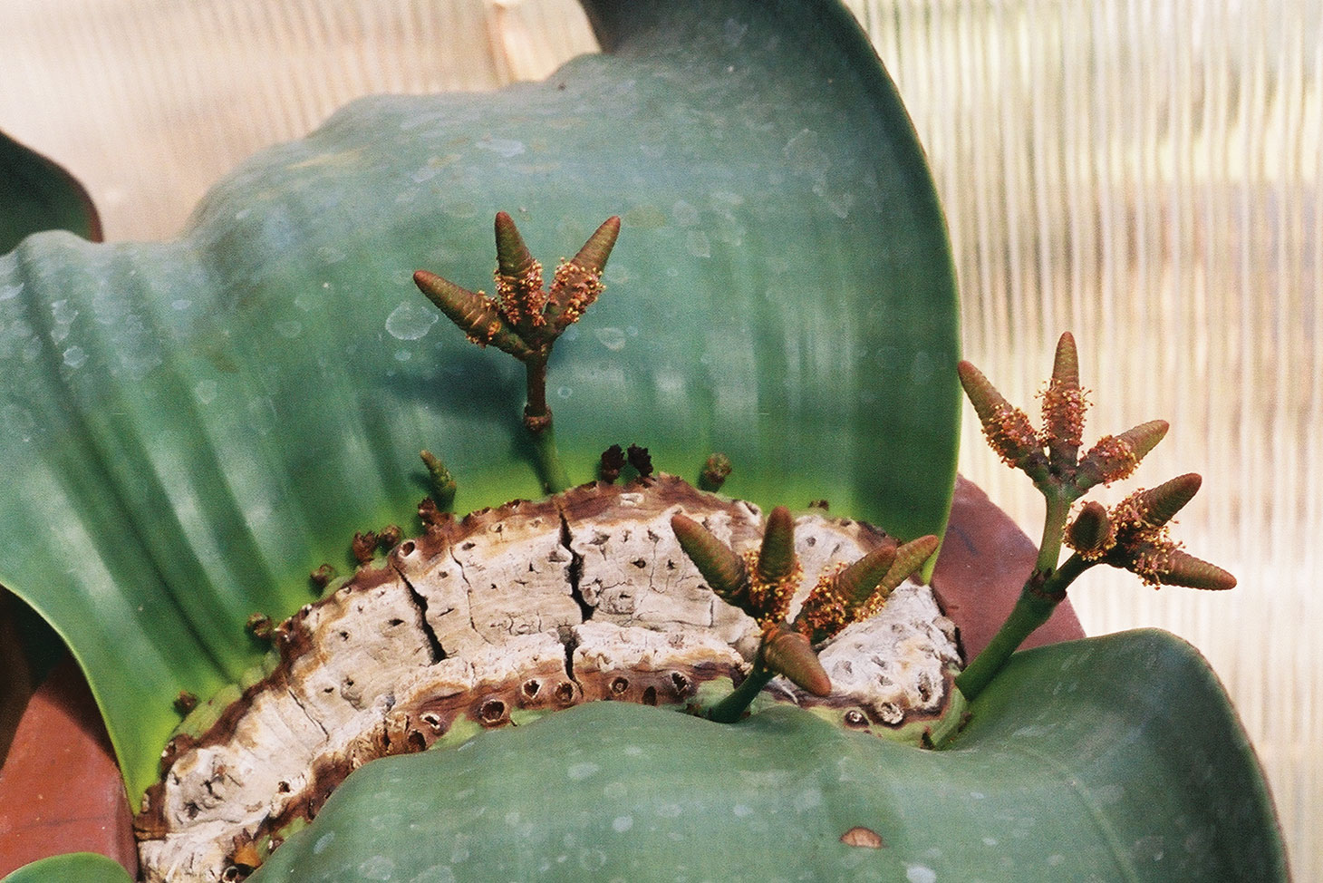Welwitschia mirabilis Welwitschia mirabilis