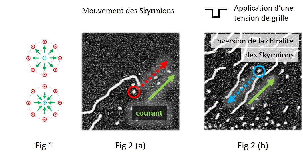 Figure 1 : Représentation vue de dessus des spins dans des skyrmions de chiralité opposée : à l’extérieur les spins sortent de la feuille (en rouge), à l’intérieur ils entrent vers la feuille (en bleu). Les spins dans la paroi qui les délimite (en vert) t