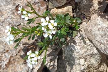 Cardamine residifolia sur les déchets miniers du Lautaret