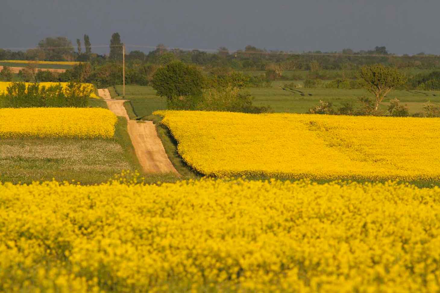 © Vincent BRETAGNOLLE / CEBC / CNRS Images