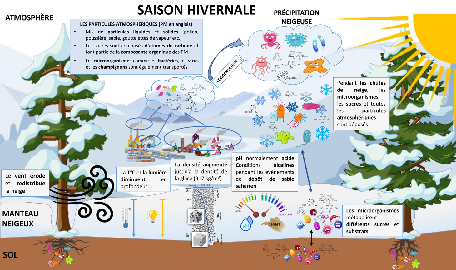 Les micro-organismes dans la neige