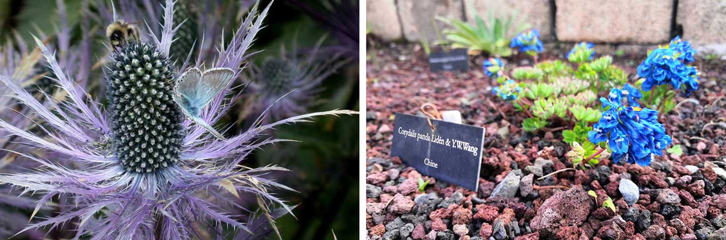 Fleurs du jardin du Lautaret