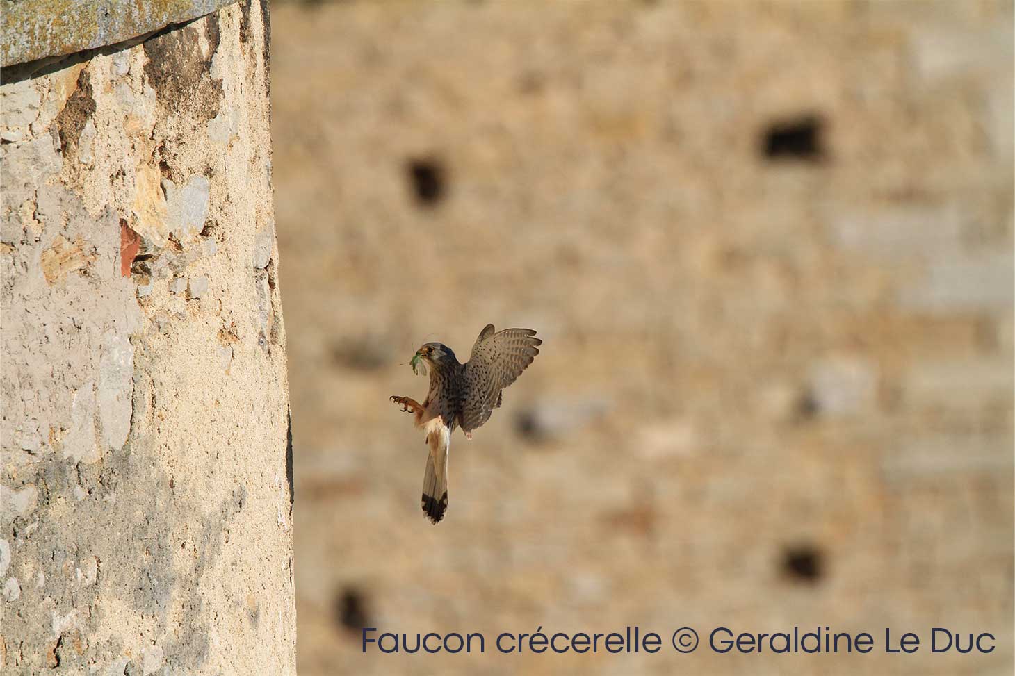 faucon