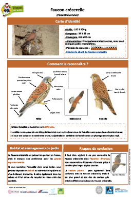 fiche faucon crécerelle