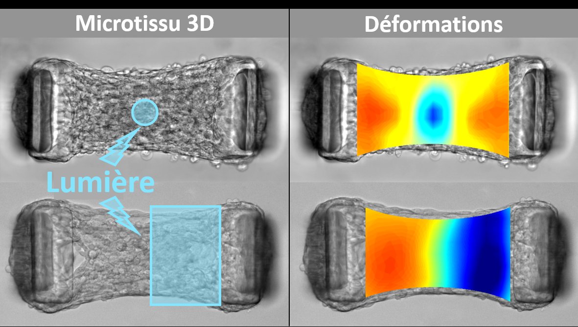 Contractions locales induites par des motifs de lumière (symbolisés en bleu) dans des microtissus 3D modifiés par optogénétique. Les microtissus, de taille caractéristique 0.5 mm, sont composés de fibroblastes encapsulés dans du collagène.
