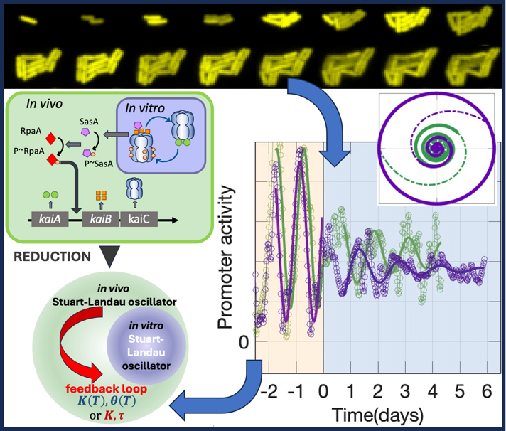 Les cyanobactéries possèdent une horloge biologique interne qui rythme leurs activités sur un cycle d’environ 24 heures