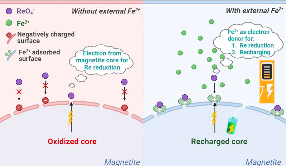 Illustration of nano-magnetite recharge by ferrous iron, and its impact on critical element Rhenium recovery