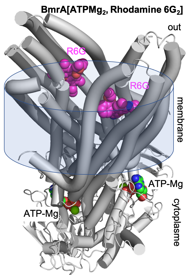 © Pierre  Falson  Figure : structure ouverte vers l’extérieur du transporteur ABC BmrA de Bacillus subtilis en complexe avec son substrat, la rhodamine 6G. La structure présente une région cytoplasmique et une région membranaire en conformation ouverte ve
