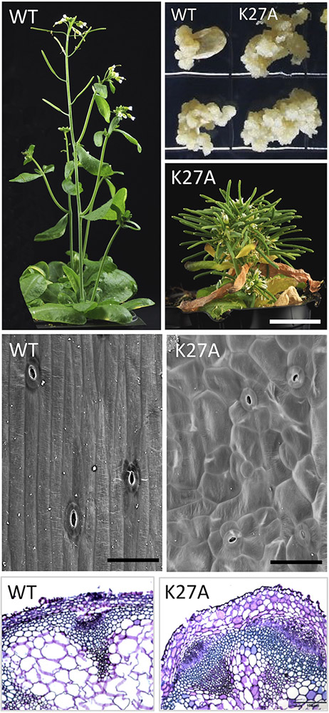 Des plantes d’Arabidopsis qui expriment une forme modifiée de l’histone H3 (K27A, substitution de la Lysine 27 en Alanine) présentent plusieurs différences morphologiques avec des plantes contrôles qui expriment une histone H3 non modifiée (WT) : meilleure prolifération des cals, floraison précoce et tige non allongée, défauts de types cellulaires sur l’épiderme et dans les couches inférieures de la tige.