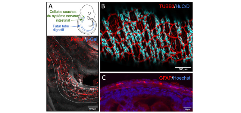 Visualisations des neurones et cellules gliales du système nerveux intestinal in situ dans le tube digestif.