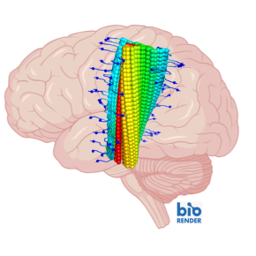 Visualisation of a brain with an amyloid-β filament. In blue, the position of the Icelandic mutation protecting against Alzheimer’s disease. © : Luc Bousset, Marc Dhenain