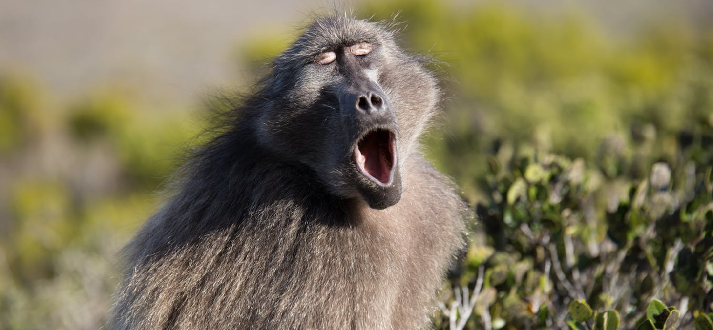 Baboons make sounds, but how does it relate to human speech? Creative Wrights/Shutterstock.com