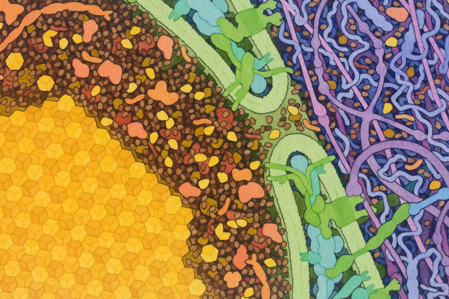 Des protéines d'insuline sont larguées dans le sang après un repas, depuis la vésicule dans laquelle elles sont stockées. David S. Goodsell, RCSB Protein Data Bank and Scripps Research