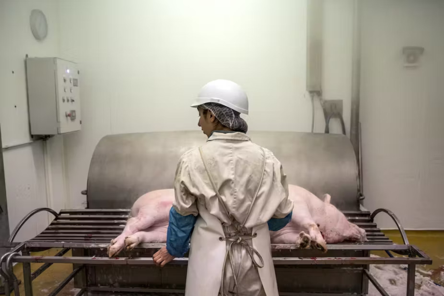 Éleveuse intervenant dans un abattoir paysan, en avril 2022. Alberto Campi, Fourni par l'auteur