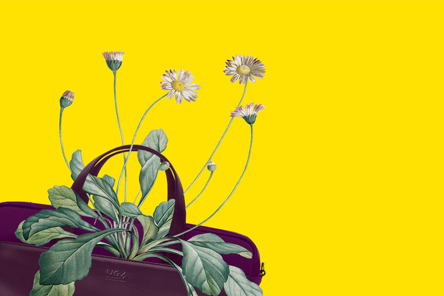 Webinaire pour tout savoir sur le D.U. 