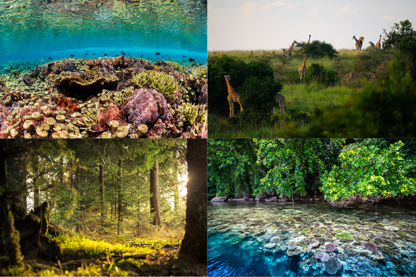 Exemples d’écosystèmes vulnérables : récifs coralliens, savane, forêt tempérée, mangroves.