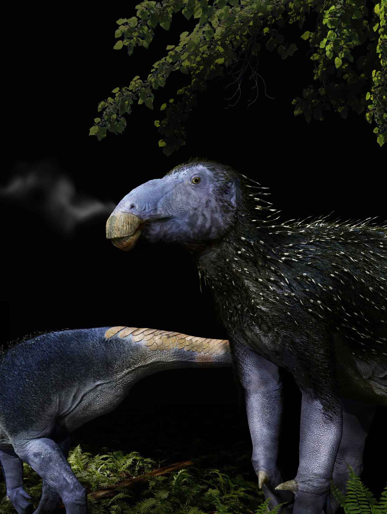 Reconstitution artistique d’un jeune Haolong dongi du Crétacé inférieur de Chine (il y’a 125 millions d’années). © Fabio Manucci