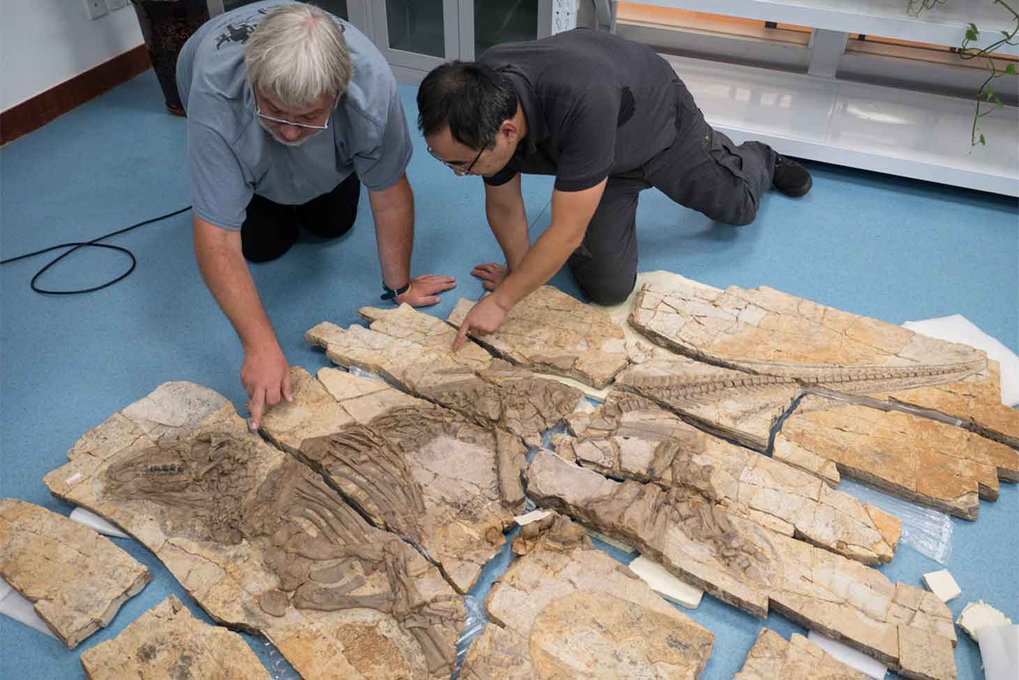 Les auteurs de l’étude à l’observation du fossile d’Haolong dongi au Musée géologique d’Anhui à Hefei, Chine.  © Thierry Hubin 
