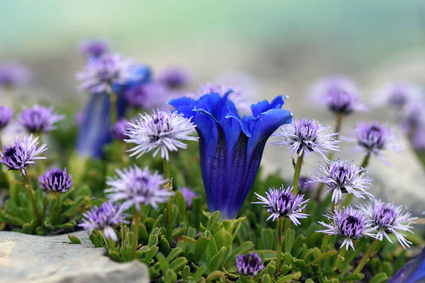 Gentiana acaulis et Globularia cordifolia