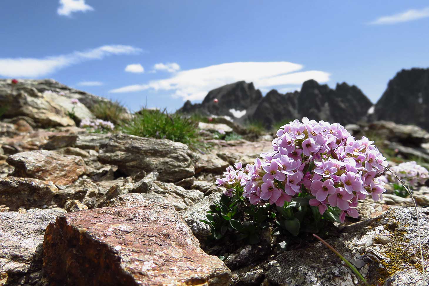 Noccea rotundifolia © Camille Voisin