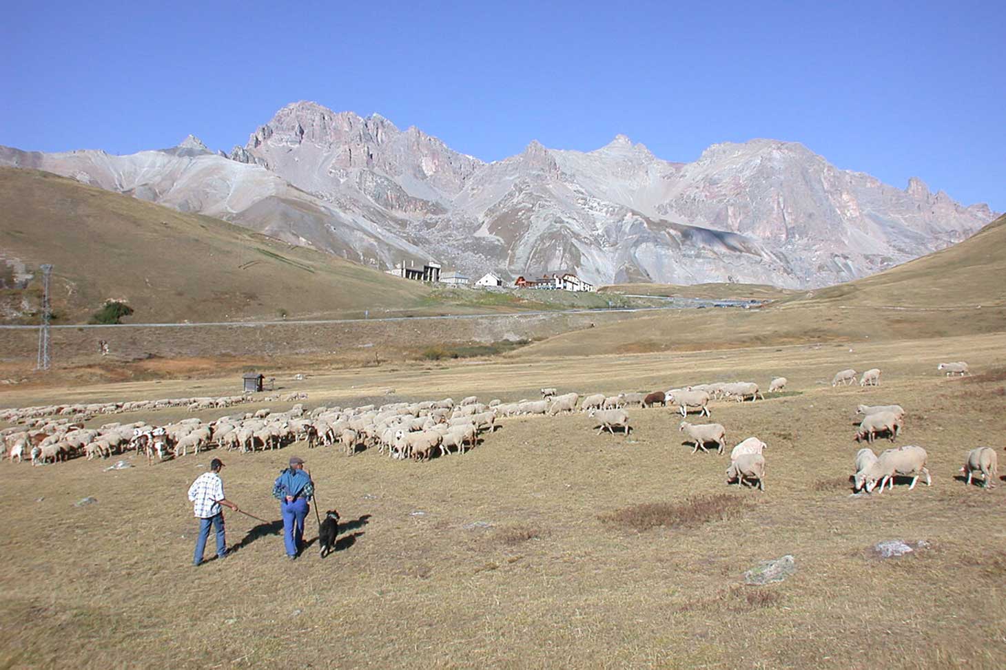 Pastoralisme ovin au col du Lautaret © Serge Aubert/CNRS Images