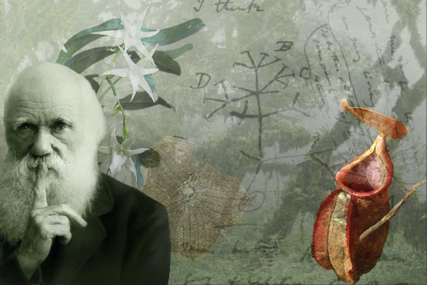 Darwin, les plantes, et le formidable mystère de l'évolution