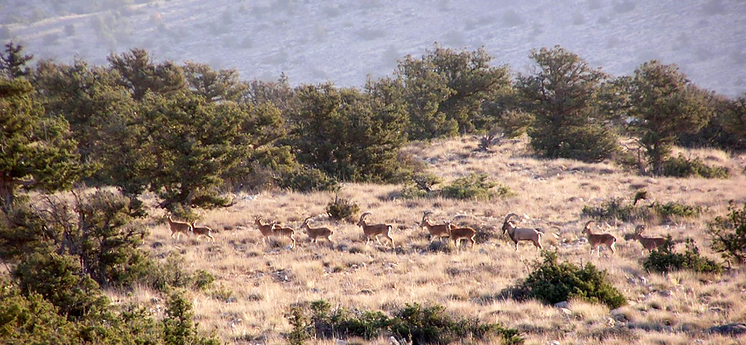 Harde d’aegagres (Parc National du Golestan, Iran) © H. Rezaei Harde d’aegagres (Parc National du Golestan, Iran) © H. Rezaei