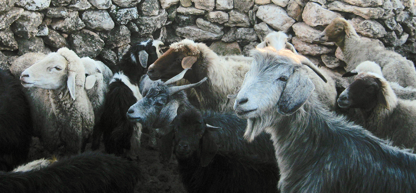 Elevage traditionnel de chèvres et moutons (Maroc) © B.Benjelloun Elevage traditionnel de chèvres et moutons (Maroc) © B.Benjelloun