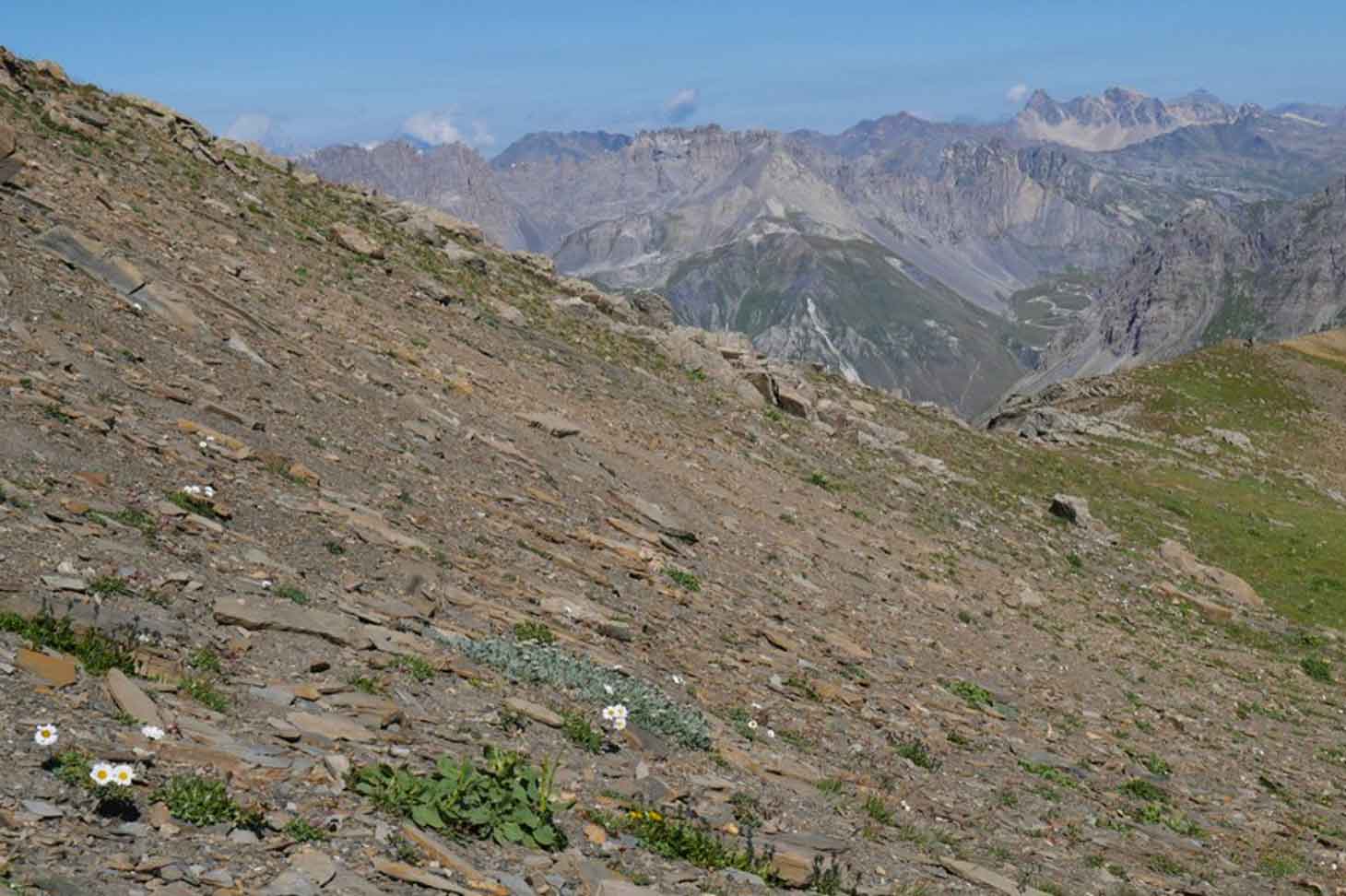 Végétation pionnière de pentes longuement enneigées à proximité du Pic Blanc du Galibier (Hautes-Alpes) vers 2800 m d’altitude. Cet écosystème en émergence présente encore un sol peu développé et une végétation clairsemée, des caractéristiques qui sont l’
