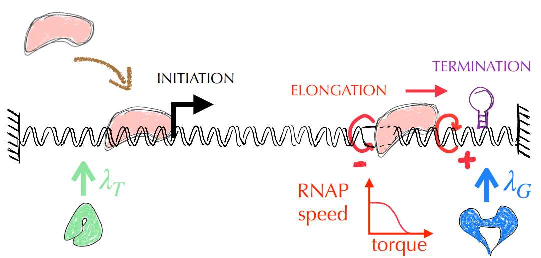 Mécanismes fondamentaux impliqués dans la transcription d’un gène par les ARN polymérases