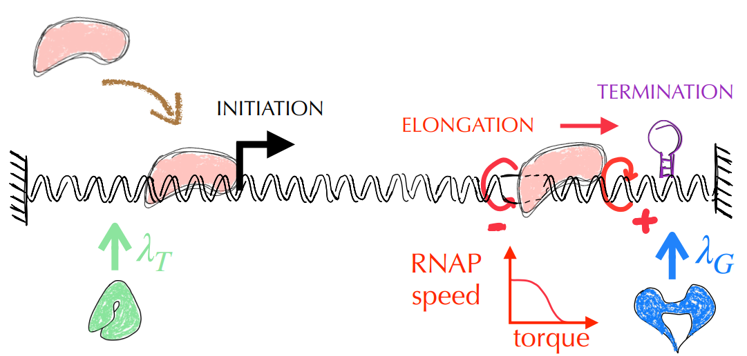 Mécanismes fondamentaux impliqués dans la transcription d’un gène par les ARN polymérases Mécanismes fondamentaux impliqués dans la transcription d’un gène par les ARN polymérases
