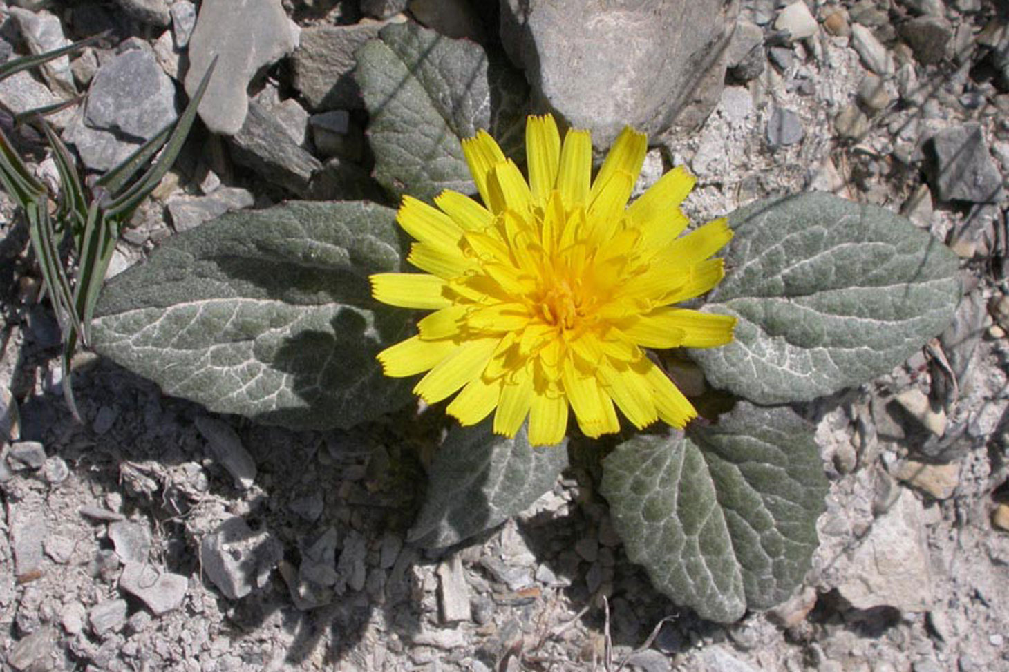 La Crépide naine, une espèce typique des éboulis schisteux de crêtes du Galibier.