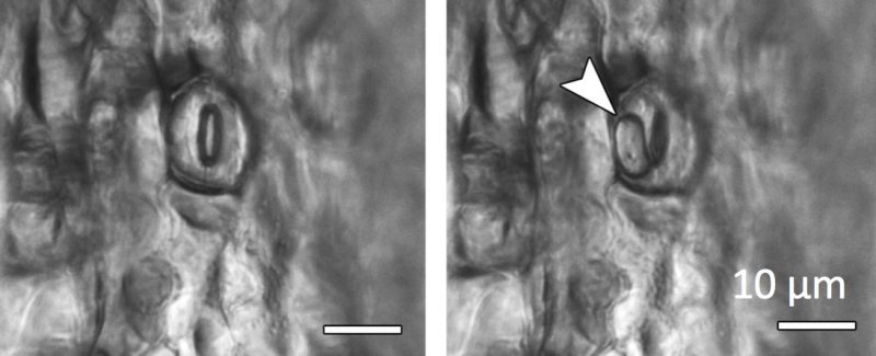 Nucléation d'une bulle de cavitation laser dans dans un stomate sur surface d'une feuille de plante
