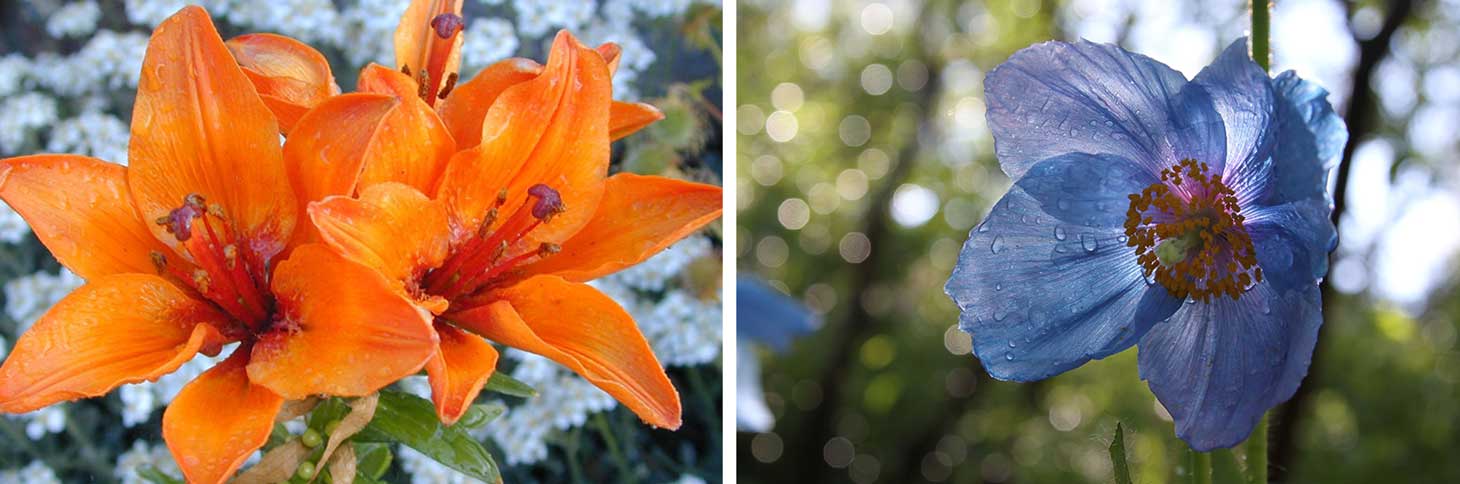 Fleurs du jardin du Lautaret