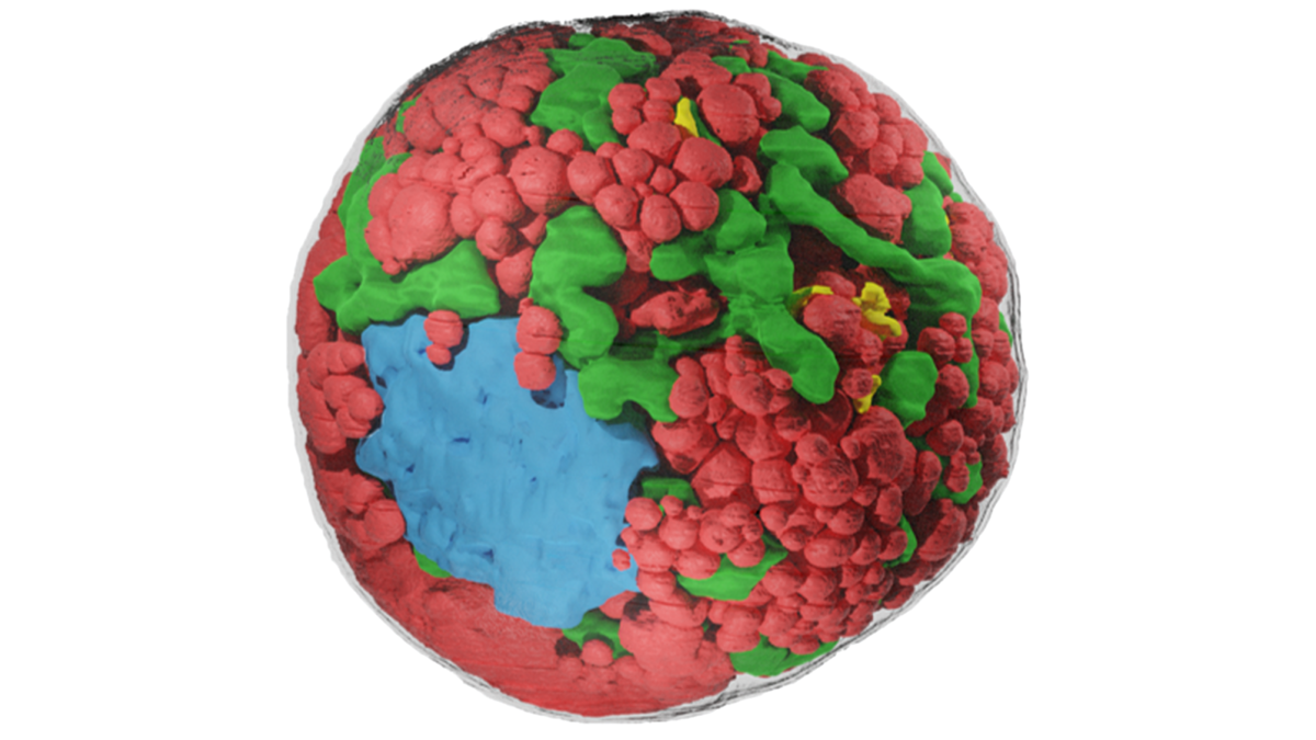 Architecture tridimensionnelle de la cellule d'algue des neiges Sanguina nivaloides
