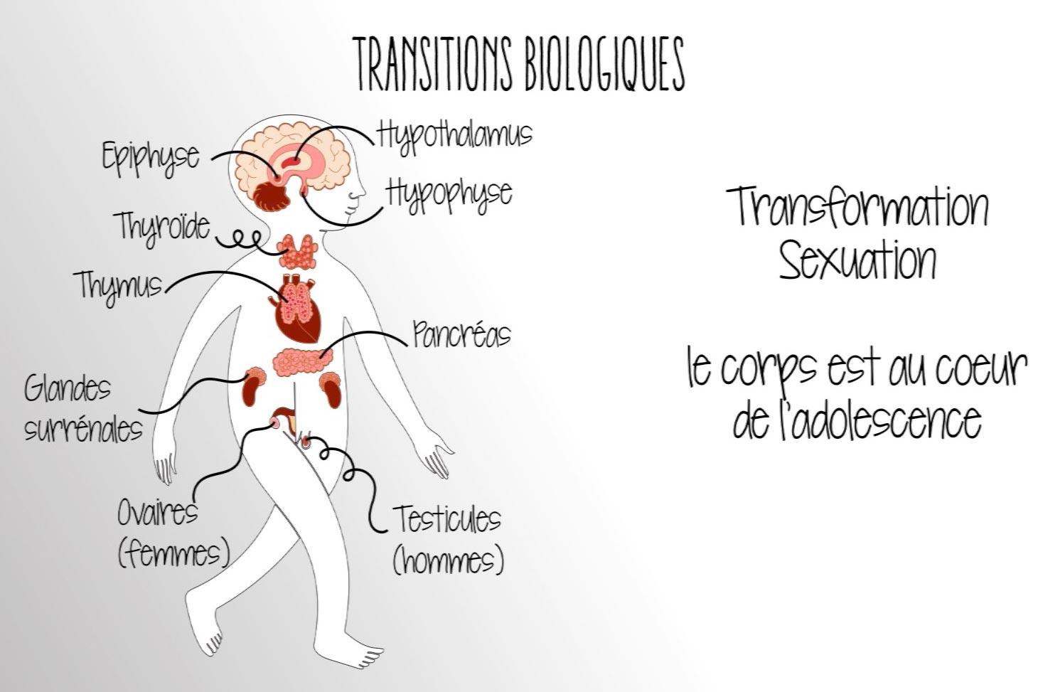 Les transitions biologiques au sein du MOOC Développement de l'adolescent porté par la DAPI à l'UGA et le CNRS