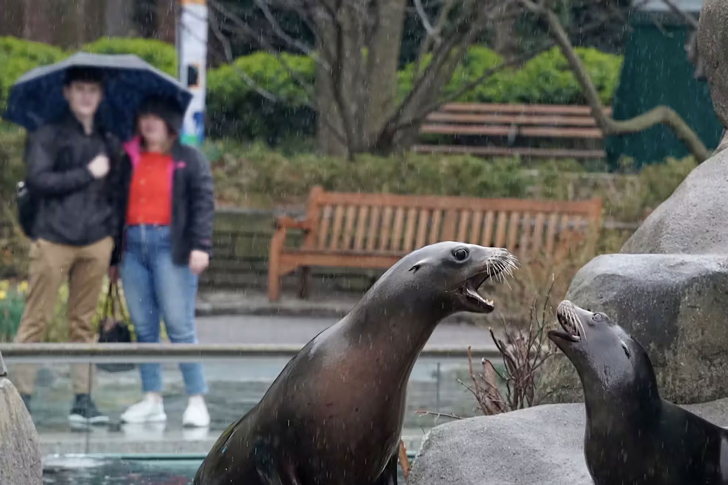 L’évolution selon Darwin rend difficilement tenable la croyance en la situation exceptionnelle de l’humain au sein de l’Univers, selon le philosophe James Rachels (En illustration, le zoo de Central Park (New York), avril 2023). Andrea Izzotti/Shutterstoc