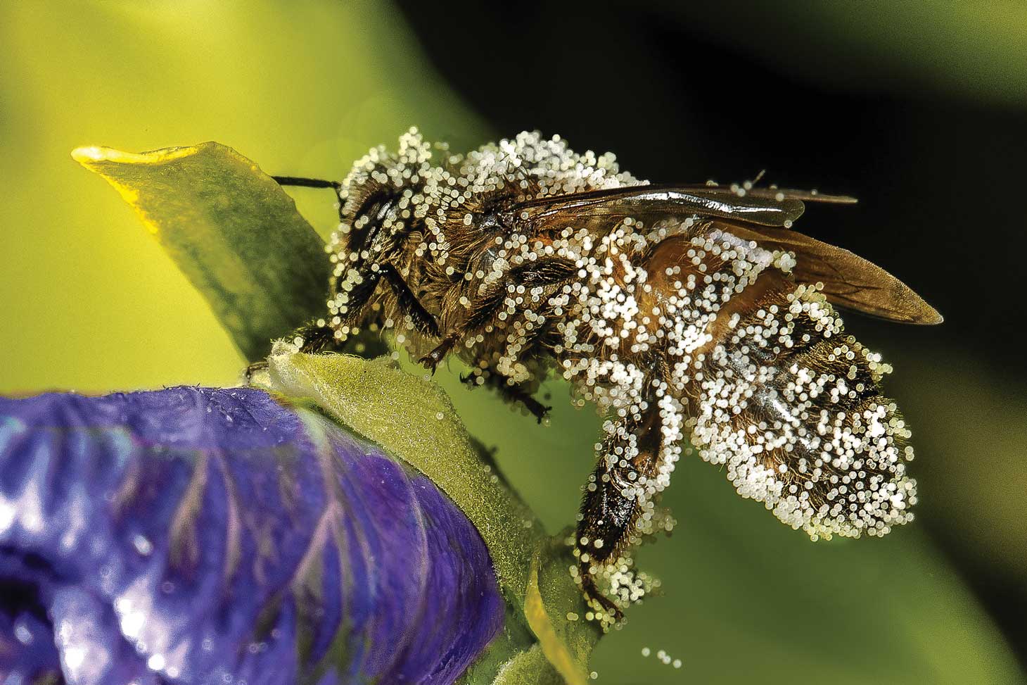 Abeille domestique (Apis mellifera) couverte de pollen. Photo extraite de l’exposition © Jacques Renoux