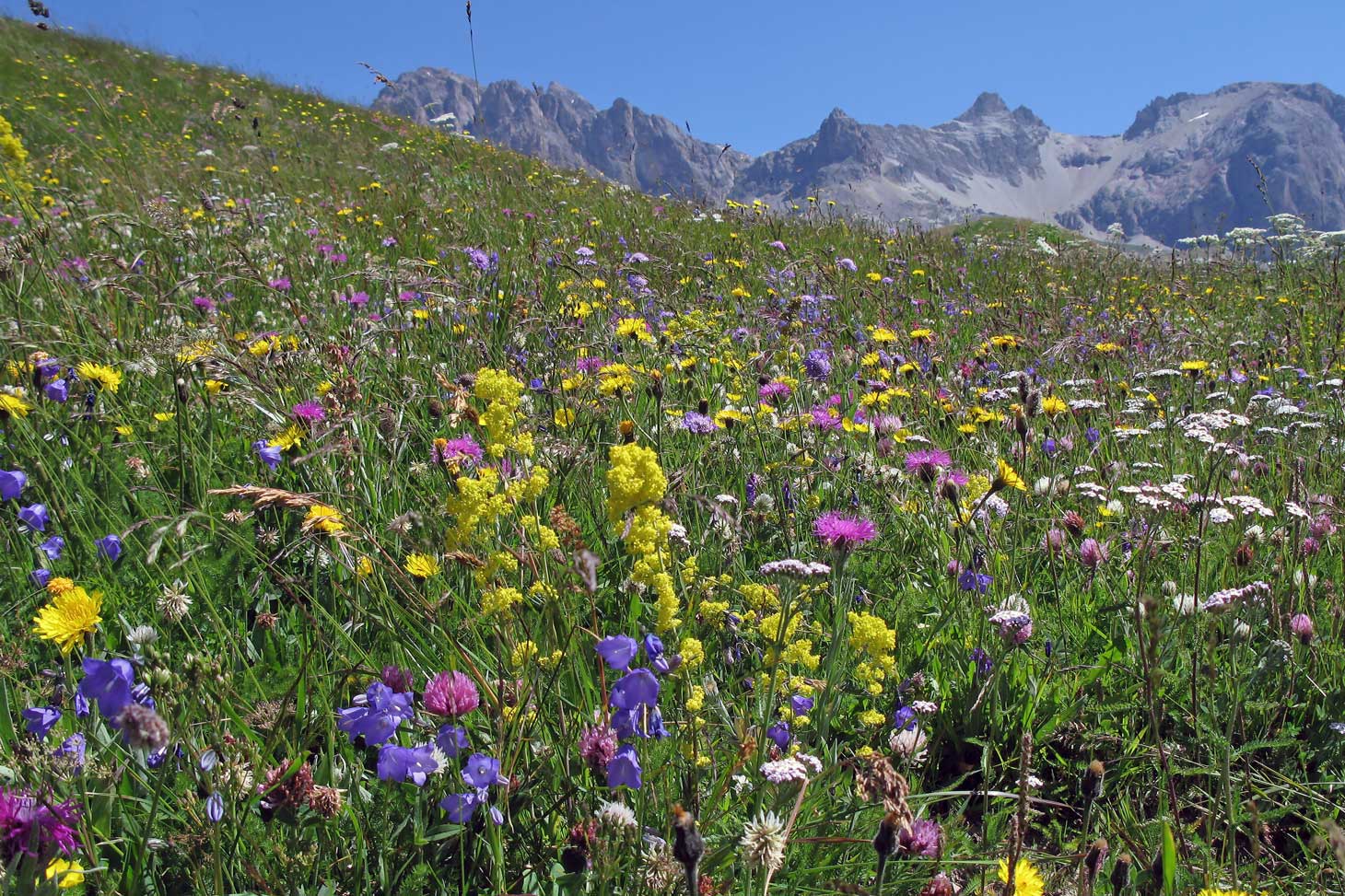 Prairie à fétuque paniculée : certainement une des formations herbacées locales les plus riches avec près de 70 espèces différentes.