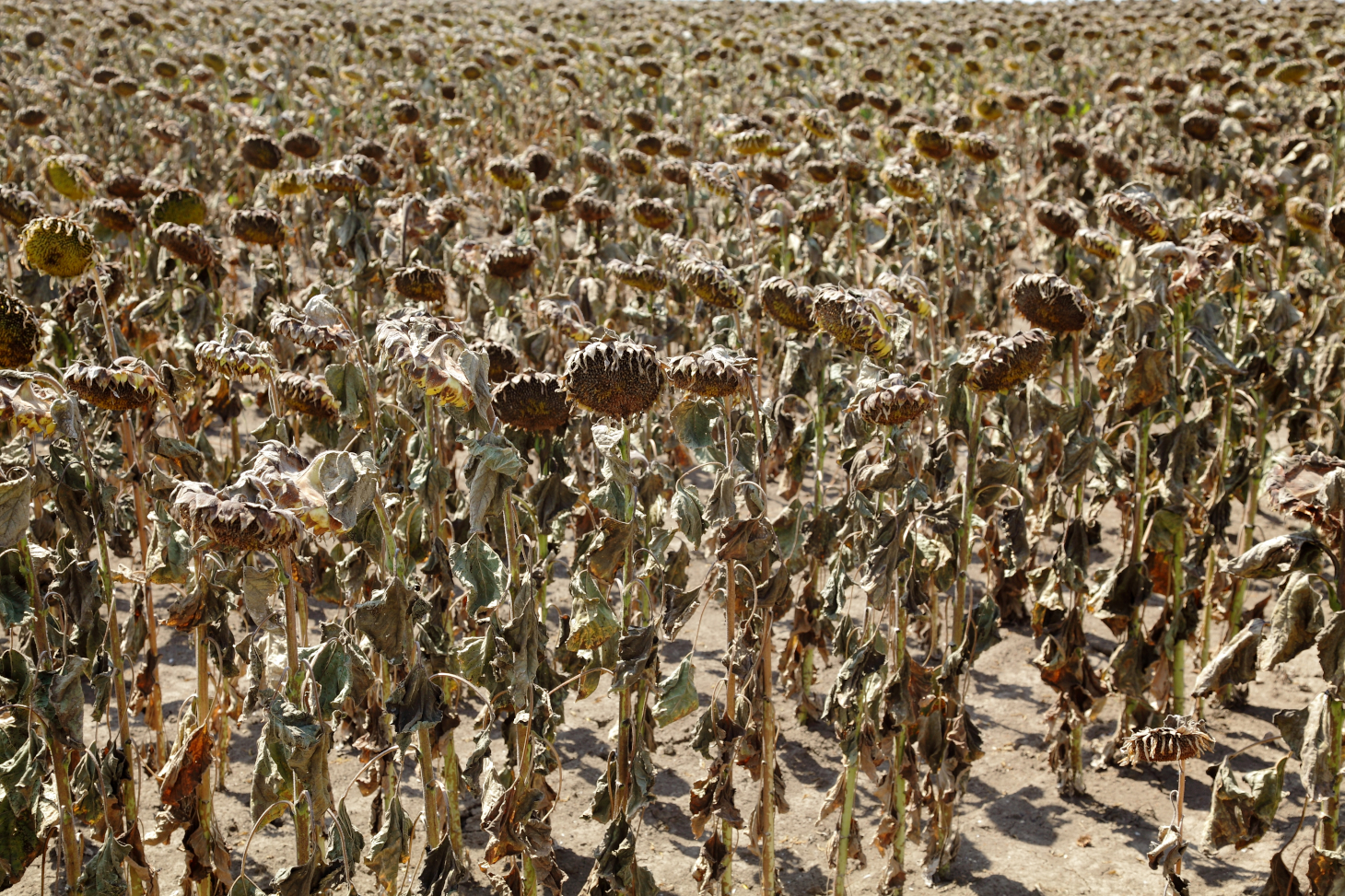 Des tournesols flétris en raison de la sécheresse. Shutterstock