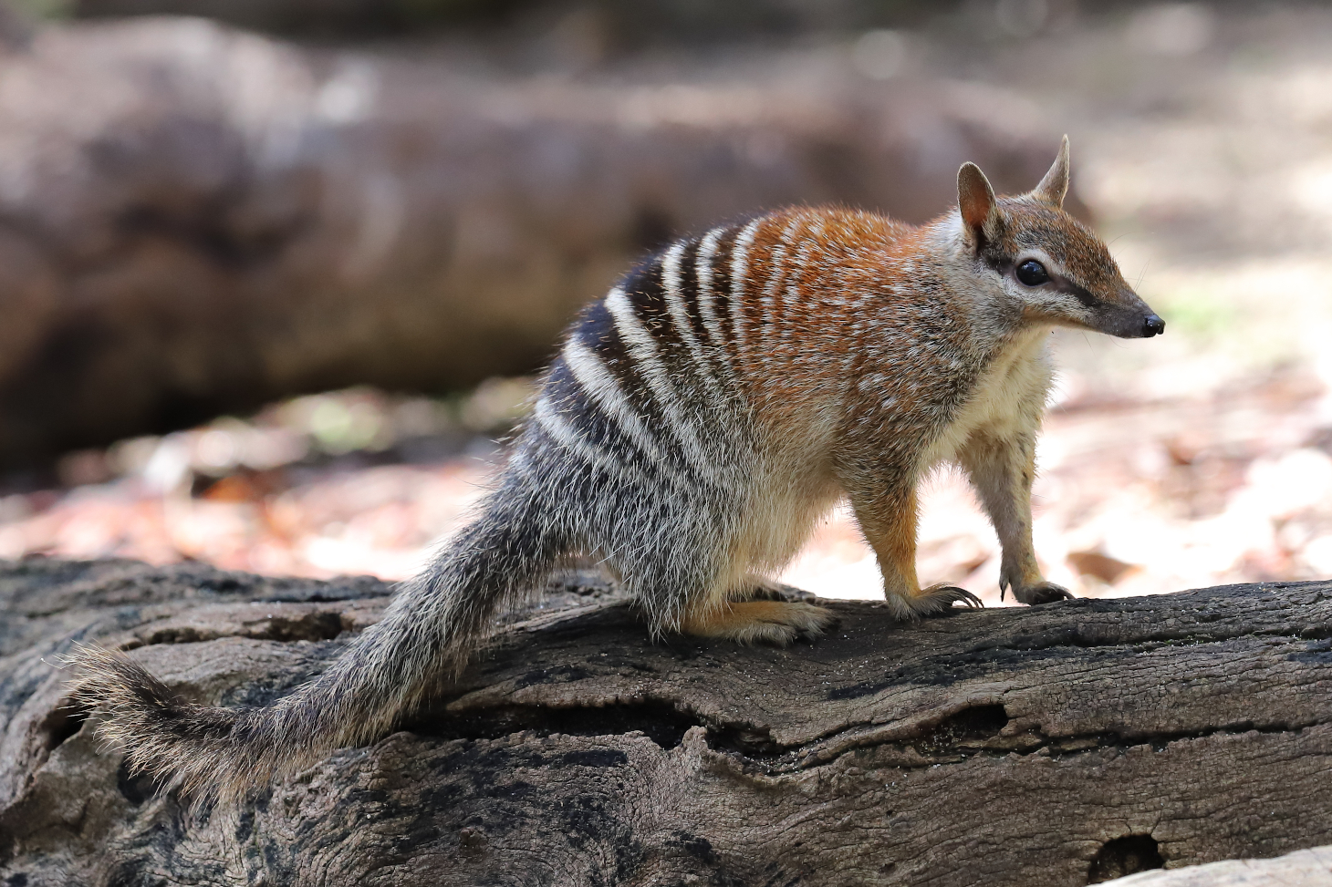 The numbat, a marsupial carnivore found only in the eucalyptus woods of South Australia. Predictions estimate a 54% reduction in its range by 2040-2060. Shutterstock