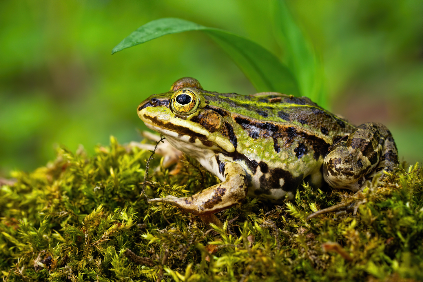 Grenouille verte - Shutterstock