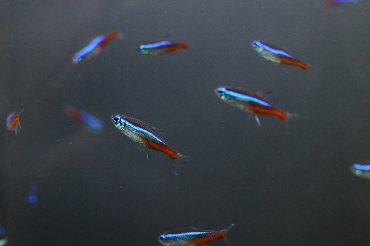 Poissons néons nageant en groupe dans l’aquarium du laboratoire. (crédit A Dupont)