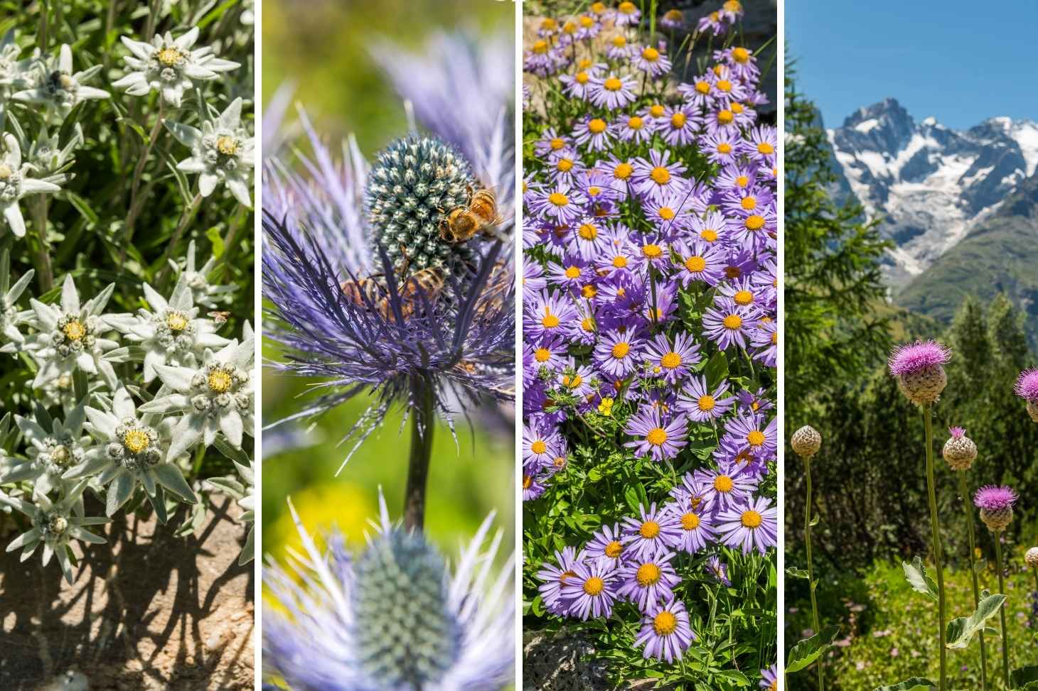 Fleurs du Jardin du Lautaret