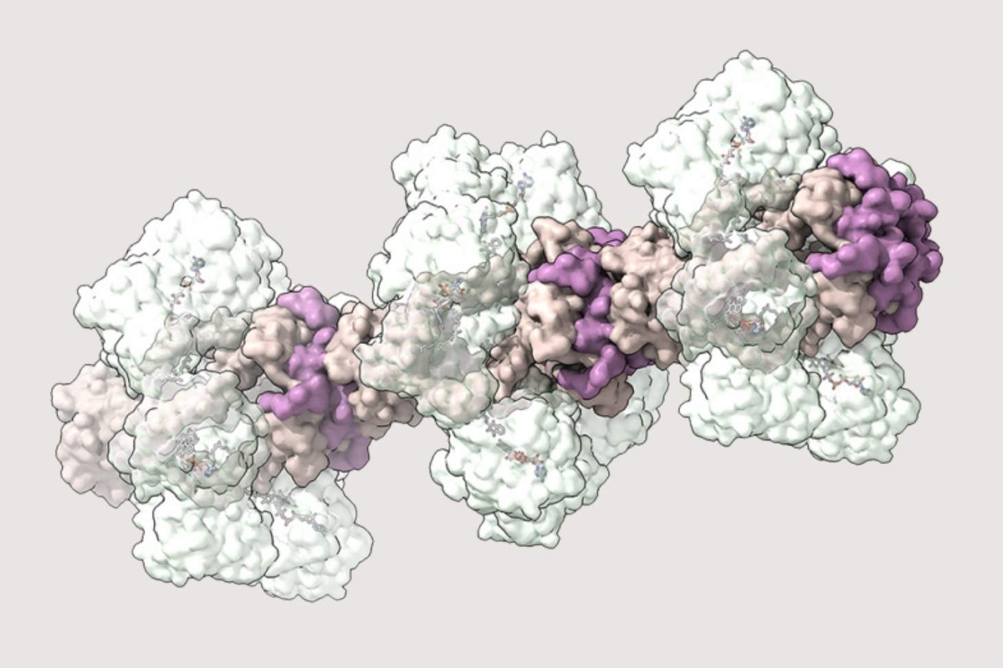 Organisation structurale du complexe YjlC/Ndh chez la bactérie Bacillus subtilis révélée par cryo-microscopie électronique. Quatre sous-unités YjlC forment un tube central hydrophobe (en beige avec la région HMP en violet), autour duquel s’assemblent quat